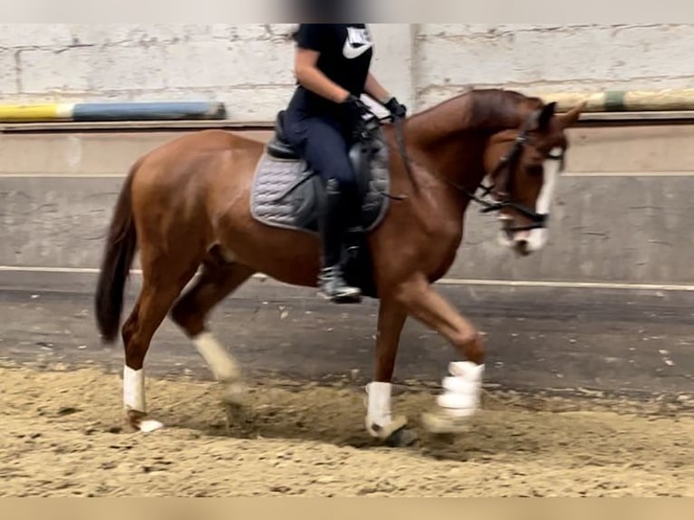 Westfaliano Caballo castrado 3 años 163 cm Alazán in K&#xF6;ln