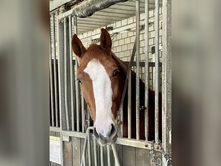 Westfaliano Caballo castrado 3 años 163 cm Alazán in K&#xF6;ln