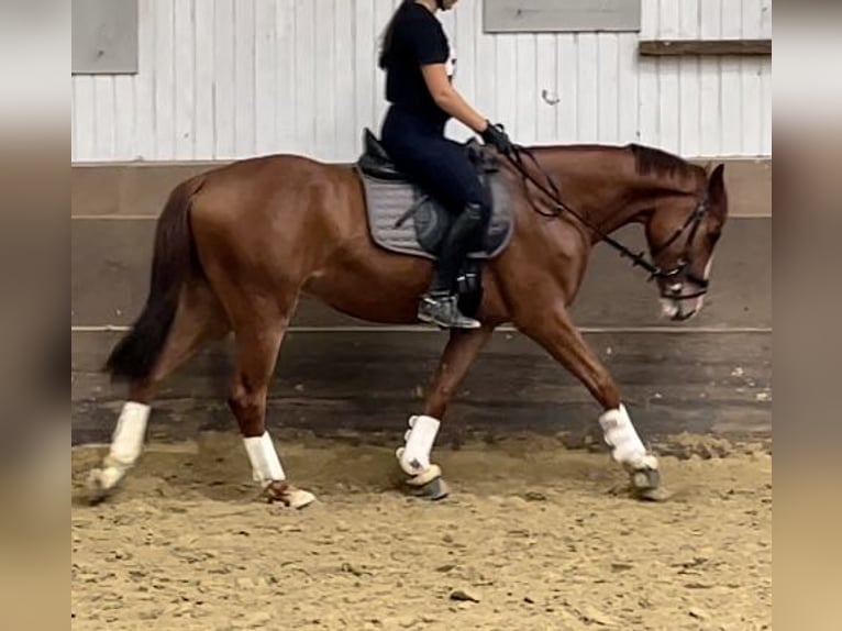Westfaliano Caballo castrado 3 años 163 cm Alazán in K&#xF6;ln