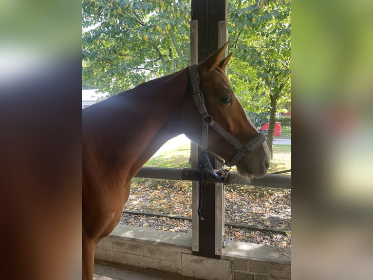 Westfaliano Caballo castrado 3 años 163 cm Alazán in K&#xF6;ln
