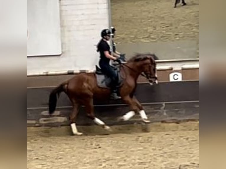 Westfaliano Caballo castrado 3 años 163 cm Alazán in K&#xF6;ln