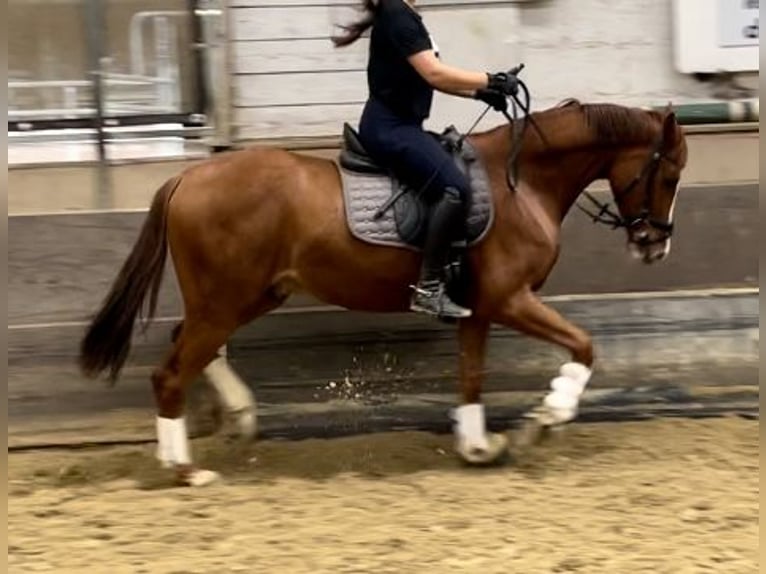 Westfaliano Caballo castrado 3 años 163 cm Alazán in K&#xF6;ln