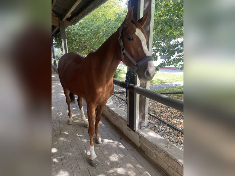 Westfaliano Caballo castrado 3 años 163 cm Alazán in K&#xF6;ln
