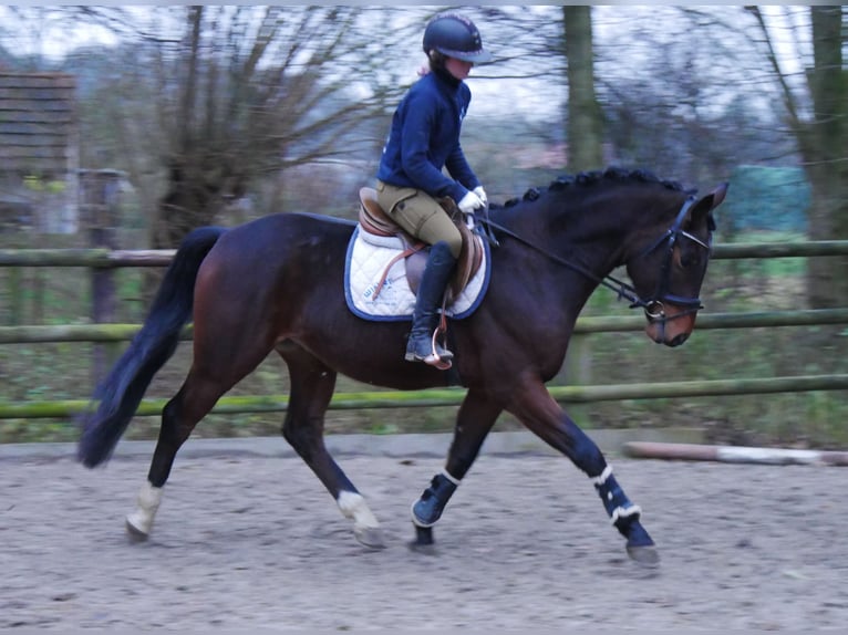 Westfaliano Caballo castrado 3 años 163 cm in Dorsten