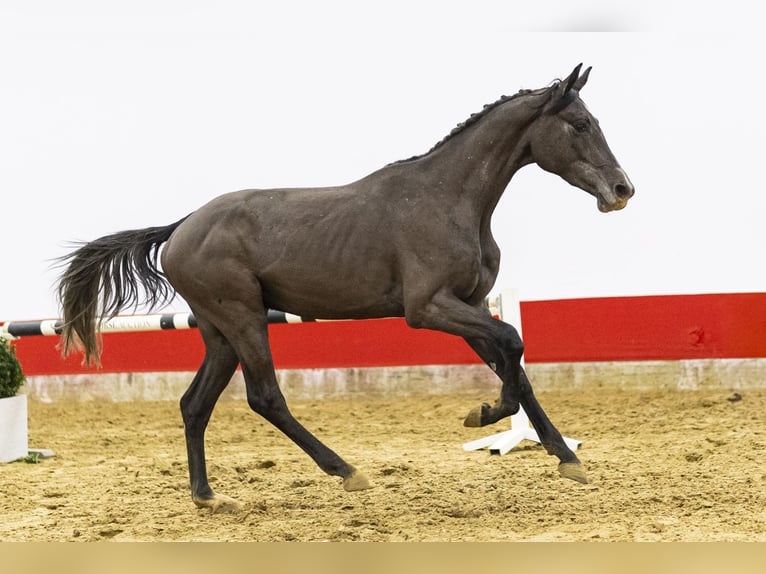 Westfaliano Caballo castrado 3 años 163 cm  in Waddinxveen