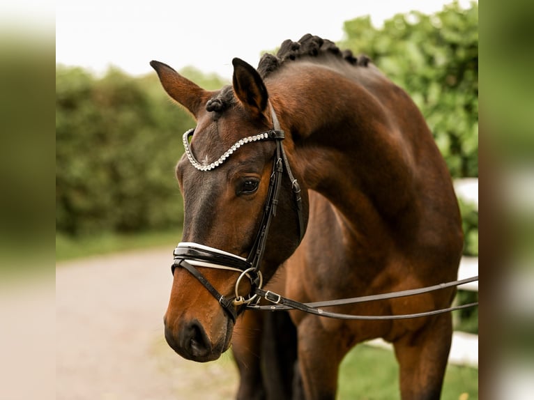 Westfaliano Caballo castrado 3 años 163 cm Castaño in Uedem