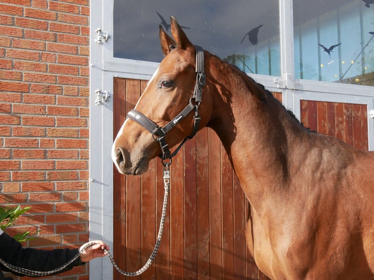 Westfaliano Caballo castrado 3 años 164 cm Castaño in Dorsten