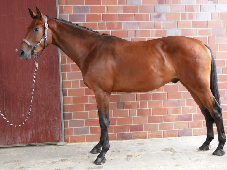 Westfaliano Caballo castrado 3 años 164 cm Castaño in Dorsten