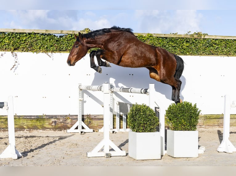 Westfaliano Caballo castrado 3 años 164 cm Castaño in Waddinxveen