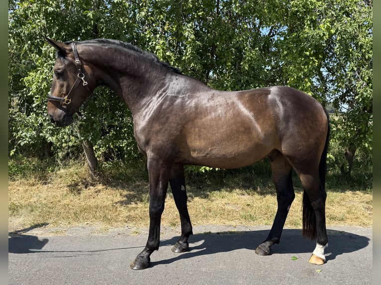 Westfaliano Caballo castrado 3 años 164 cm Castaño oscuro in Warendorf