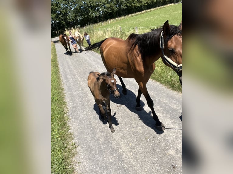 Westfaliano Caballo castrado 3 años 164 cm Musgo in Neustadt am Rübenberge