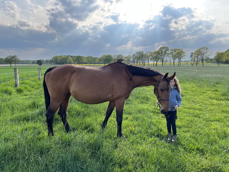 Westfaliano Caballo castrado 3 años 164 cm Musgo in Neustadt am Rübenberge