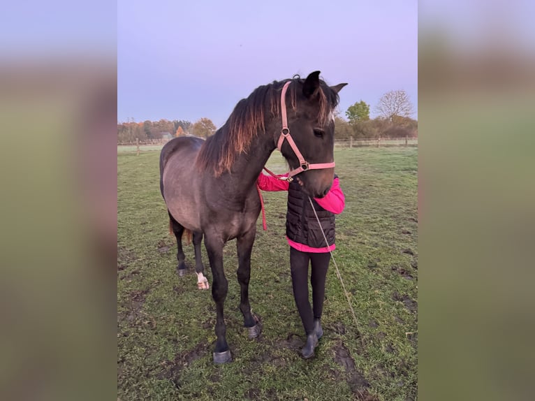 Westfaliano Caballo castrado 3 años 164 cm Musgo in Neustadt am Rübenberge