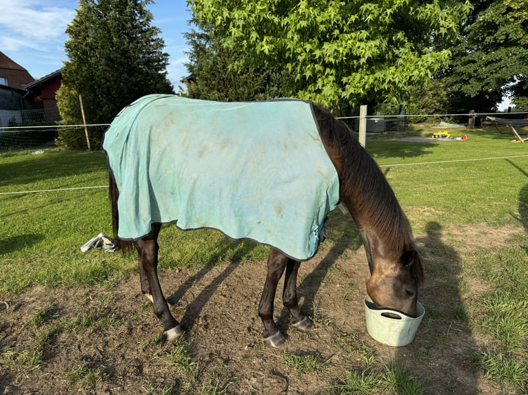 Westfaliano Caballo castrado 3 años 164 cm Musgo in Neustadt am Rübenberge