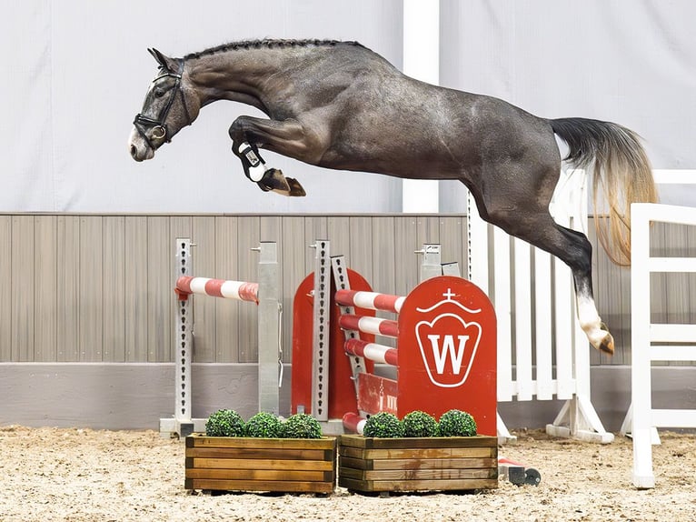 Westfaliano Caballo castrado 3 años 164 cm Tordo in M&#xFC;nster-Handorf