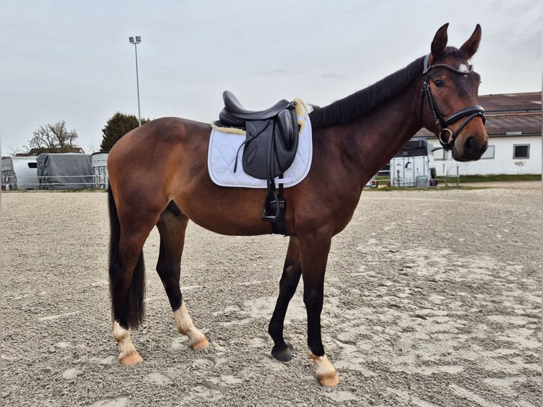 Westfaliano Caballo castrado 3 años 165 cm Castaño in Herzogenaurach