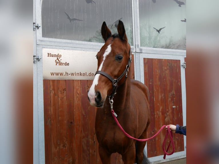 Westfaliano Caballo castrado 3 años 165 cm Castaño in Dorsten