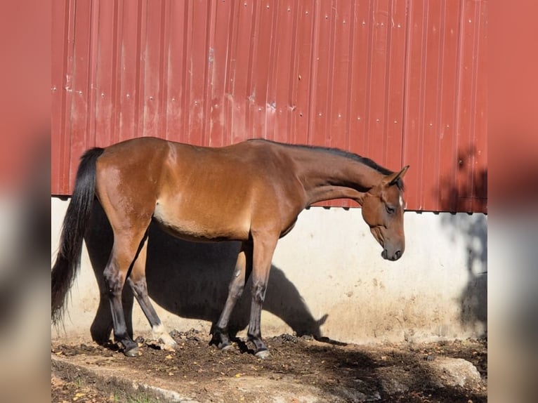 Westfaliano Caballo castrado 3 años 165 cm Castaño in Gummersbach
