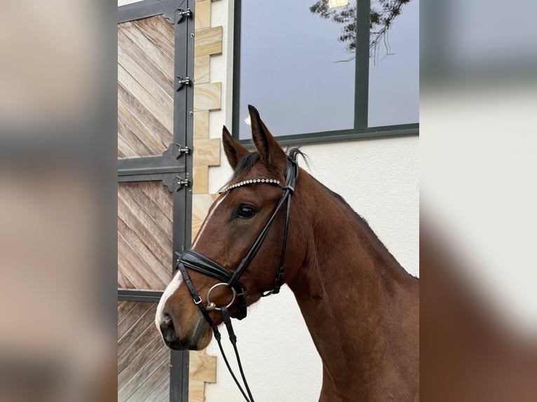 Westfaliano Caballo castrado 3 años 165 cm Castaño in LienenLienen