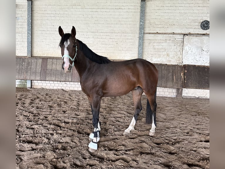 Westfaliano Caballo castrado 3 años 165 cm Castaño in Rees