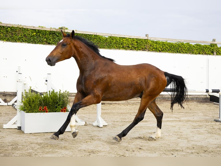 Westfaliano Caballo castrado 3 años 165 cm Castaño in Waddinxveen