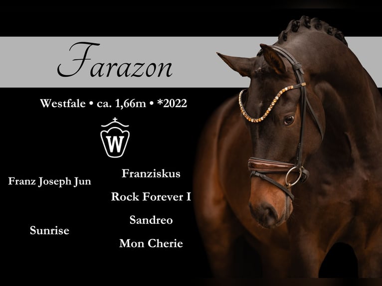 Westfaliano Caballo castrado 3 años 165 cm Castaño oscuro in Wehringen