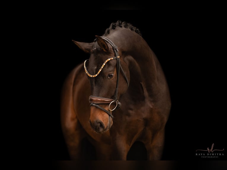 Westfaliano Caballo castrado 3 años 165 cm Castaño oscuro in Wehringen