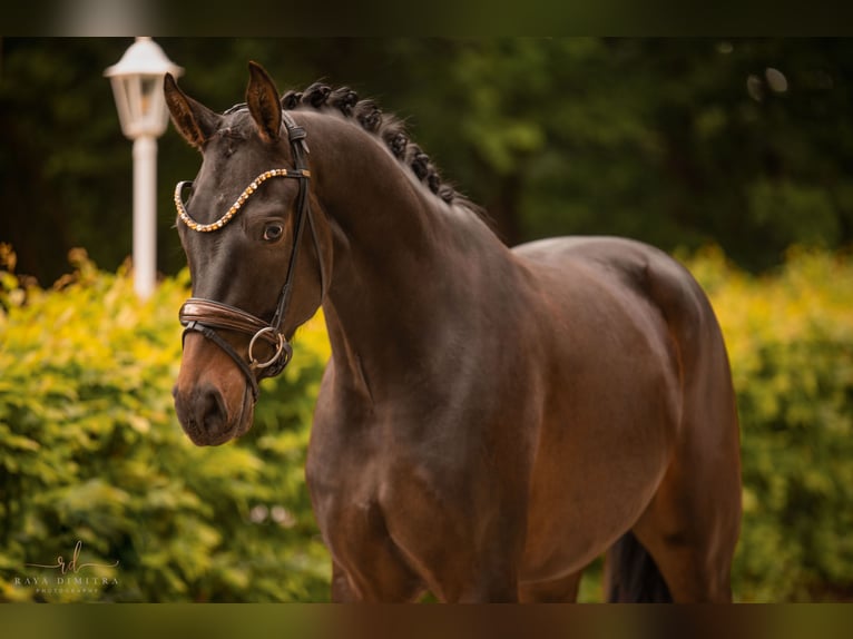Westfaliano Caballo castrado 3 años 165 cm Castaño oscuro in Wehringen