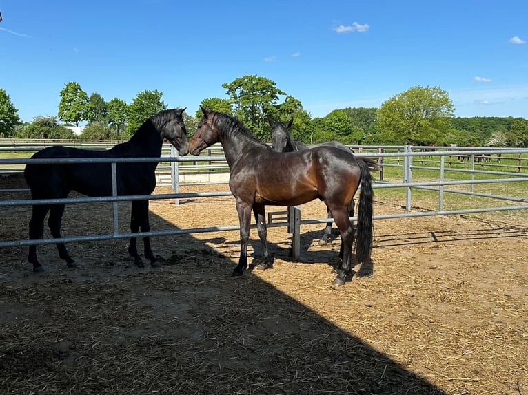 Westfaliano Caballo castrado 3 años 165 cm Castaño oscuro in Everswinkel