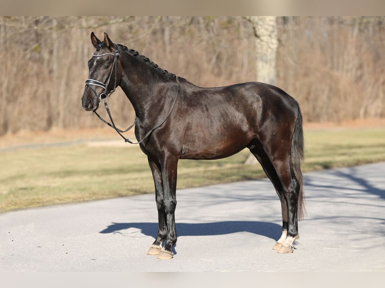 Westfaliano Caballo castrado 3 años 165 cm Musgo in Ebreichsdorf