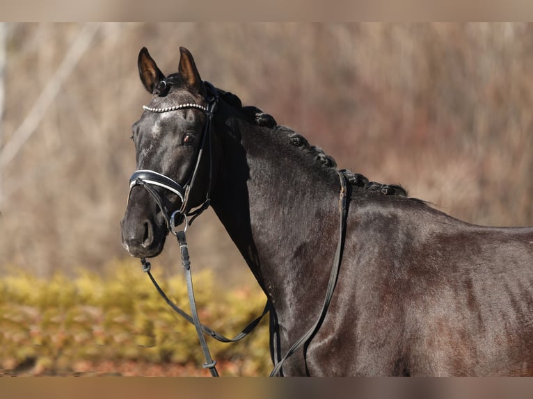 Westfaliano Caballo castrado 3 años 165 cm Musgo in Ebreichsdorf