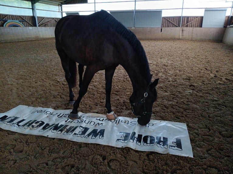 Westfaliano Caballo castrado 3 años 165 cm Negro in Sundern