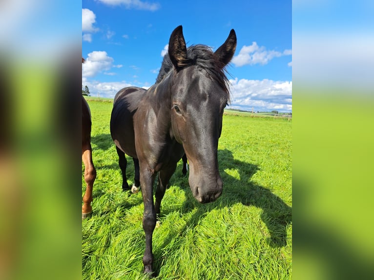 Westfaliano Caballo castrado 3 años 165 cm Negro in Sundern