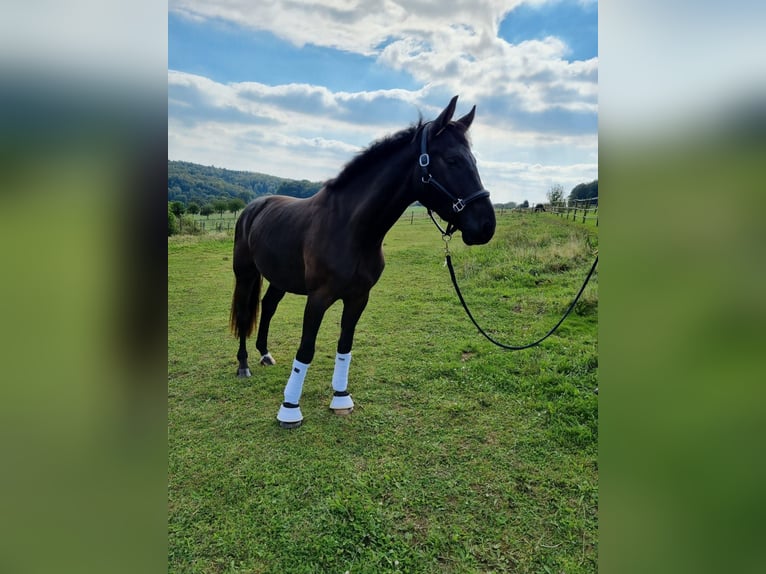 Westfaliano Caballo castrado 3 años 165 cm Negro in Sundern