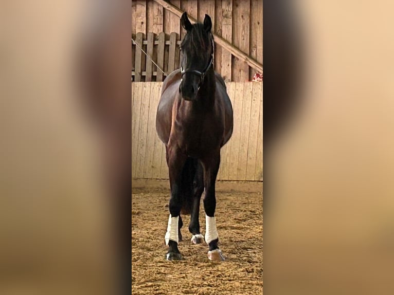 Westfaliano Caballo castrado 3 años 165 cm Negro in Sundern