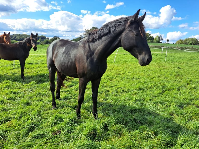 Westfaliano Caballo castrado 3 años 165 cm Negro in Sundern