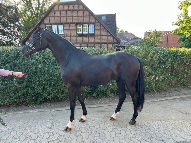 Westfaliano Caballo castrado 3 años 165 cm Negro in Minden