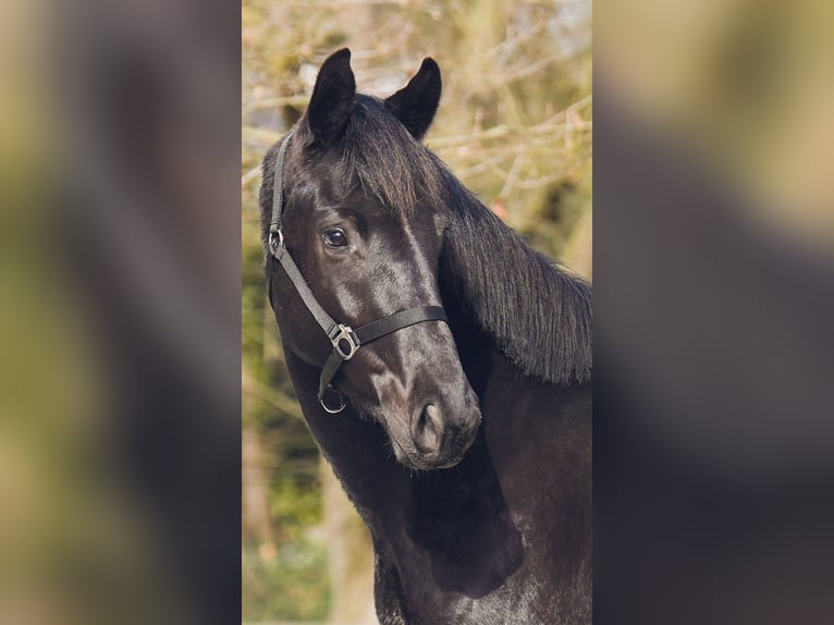 Westfaliano Caballo castrado 3 años 165 cm Negro in Sankt Augustin