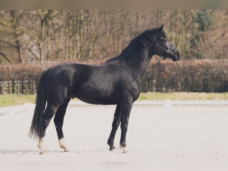 Westfaliano Caballo castrado 3 años 165 cm Negro in Sankt Augustin