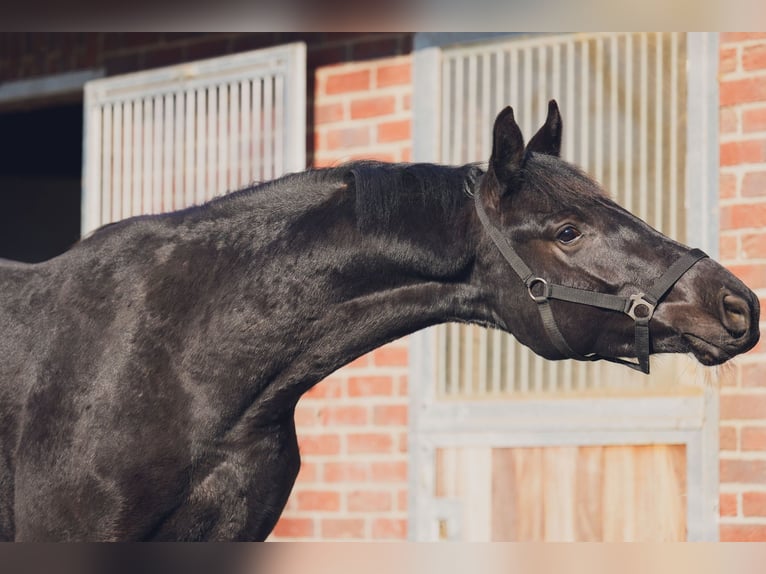 Westfaliano Caballo castrado 3 años 165 cm Negro in Sankt Augustin