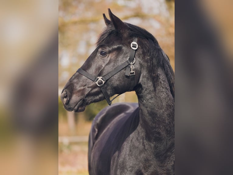 Westfaliano Caballo castrado 3 años 165 cm Negro in Sankt Augustin