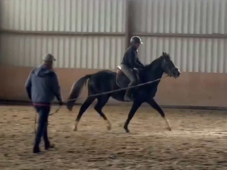 Westfaliano Caballo castrado 3 años 165 cm Tordillo negro in Gosheim