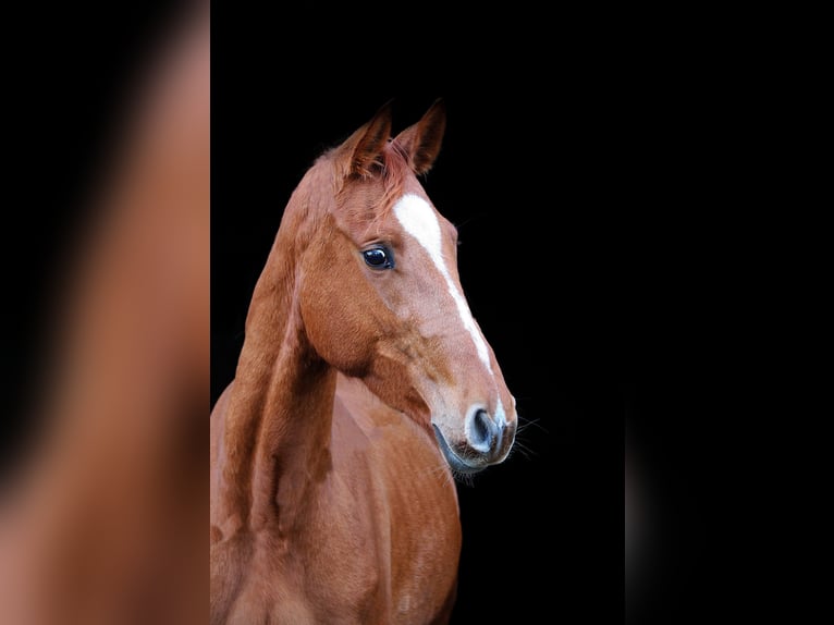 Westfaliano Caballo castrado 3 años 166 cm Alazán in Wesel