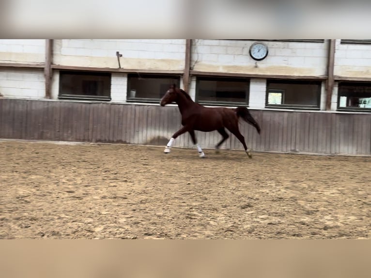 Westfaliano Caballo castrado 3 años 166 cm Alazán-tostado in Mainz