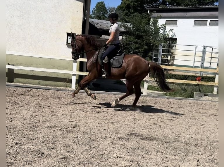 Westfaliano Caballo castrado 3 años 166 cm Alazán-tostado in Mainz