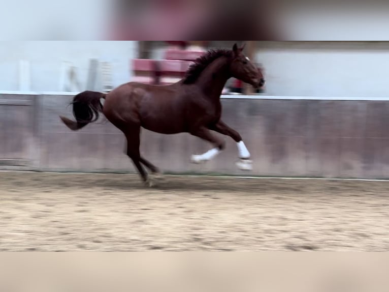 Westfaliano Caballo castrado 3 años 166 cm Alazán-tostado in Mainz