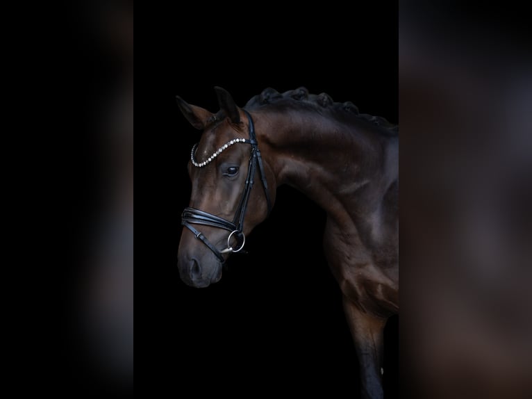 Westfaliano Caballo castrado 3 años 166 cm Castaño oscuro in Hayingen