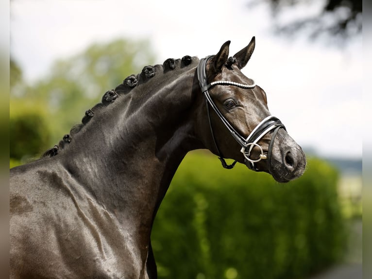 Westfaliano Caballo castrado 3 años 166 cm Negro in Vechta