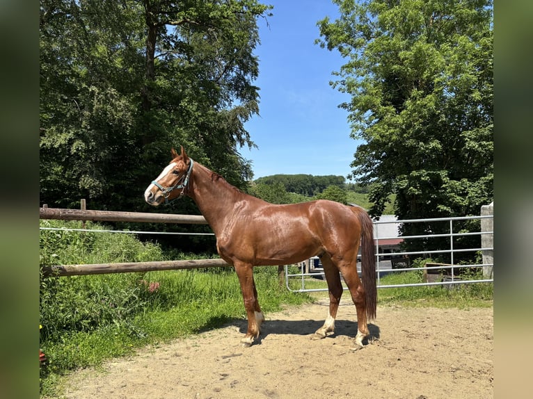 Westfaliano Caballo castrado 3 años 167 cm Alazán in Arnsberg