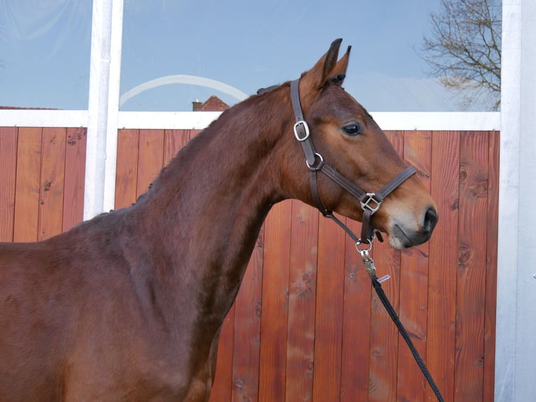 Westfaliano Caballo castrado 3 años 167 cm in Dorsten